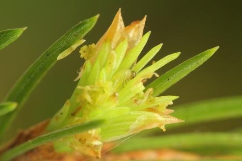 Réf. 332 433 : Pristiphora nigriceps
