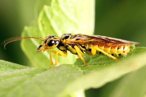 Pamphilius vafer