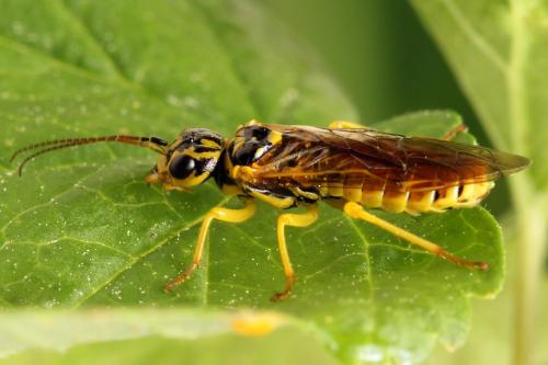 Réf. 332 838 : Pamphilius vafer