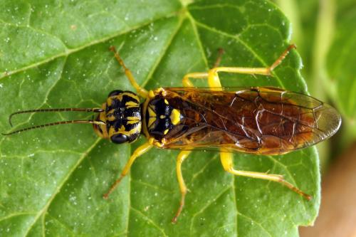 Pamphilius vafer