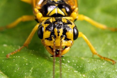 Pamphilius vafer