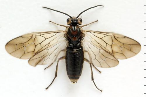 Réf. 332 464 : Euura trautmanni