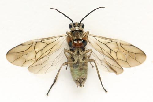Réf. 332 465 : Euura trautmanni