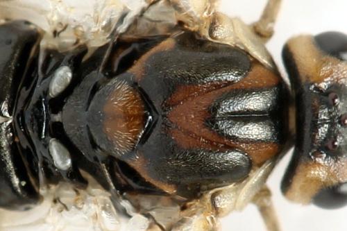 Réf. 332 467 : Euura trautmanni