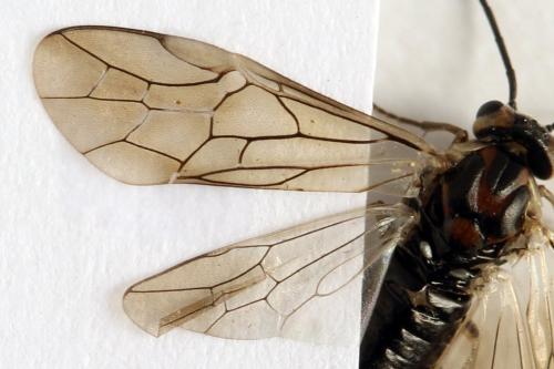 Réf. 332 470 : Euura trautmanni