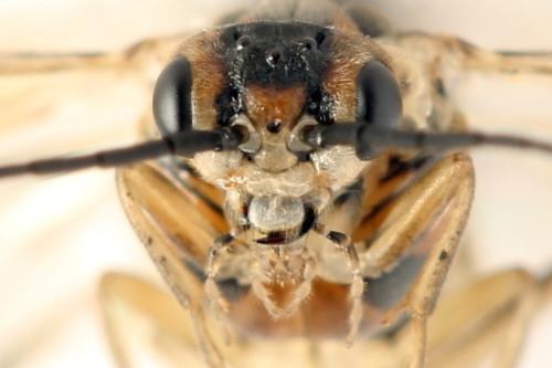 Réf. 332 472 : Euura trautmanni
