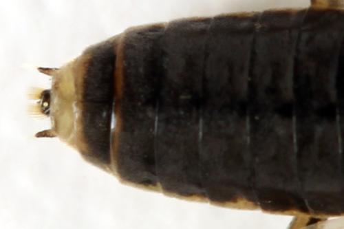 Réf. 332 476 : Euura trautmanni
