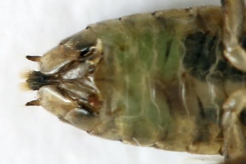 Réf. 332 477 : Euura trautmanni