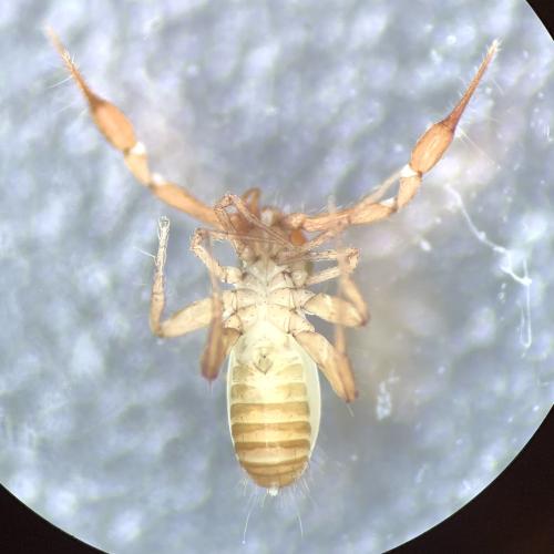 Chthonius ischnocheles