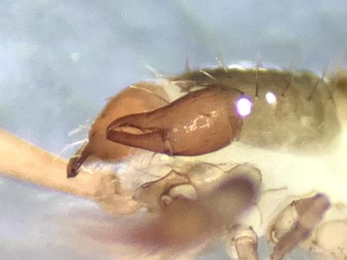 Chthonius ischnocheles