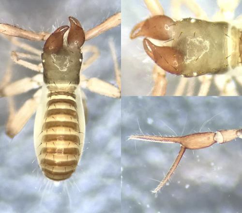 Chthonius ischnocheles