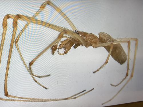 Tetragnatha sp.