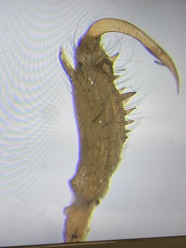 Tetragnatha sp.