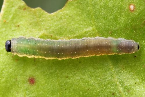 Réf. 332 653 : Ametastegia equiseti