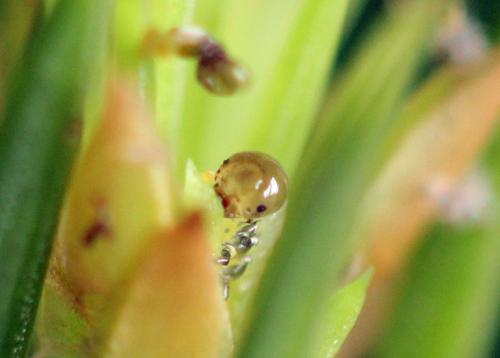 Réf. 332 435 : Pristiphora nigriceps