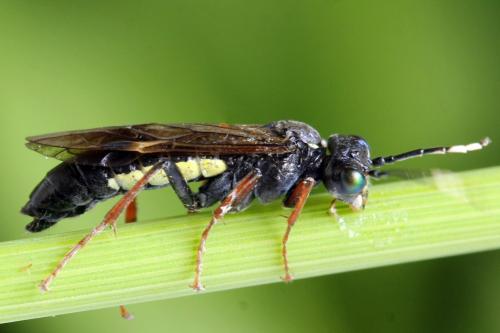 Tenthredo silensis