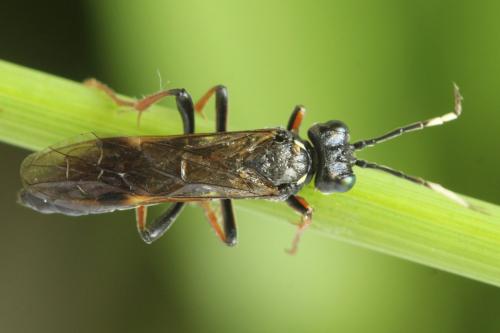 Tenthredo silensis