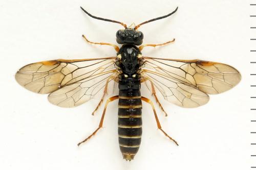 Réf. 332 820 : Strongylogaster multifasciata