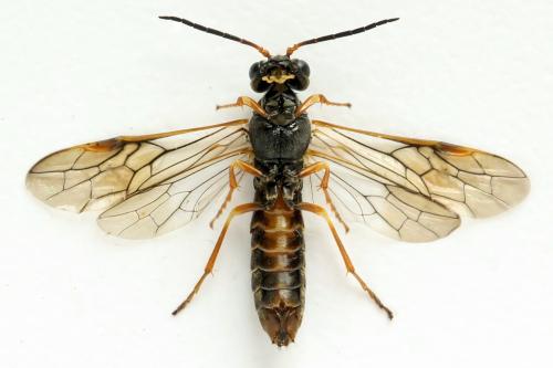 Strongylogaster multifasciata