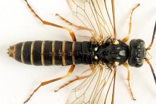 Réf. 332 822 : Strongylogaster multifasciata