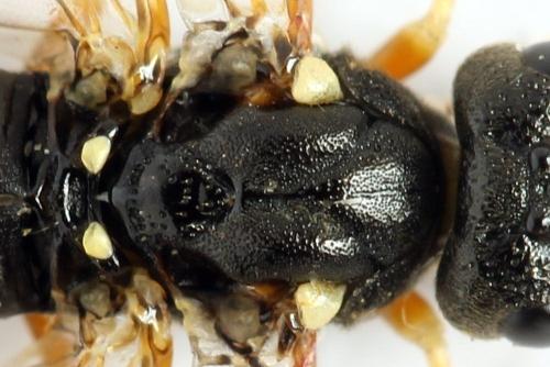 Strongylogaster multifasciata