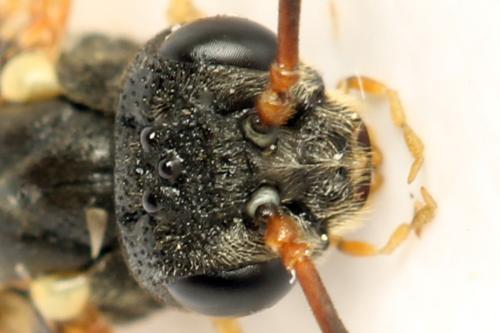 Réf. 332 824 : Strongylogaster multifasciata