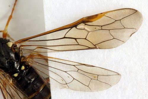 Strongylogaster multifasciata