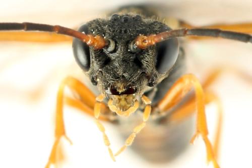 Réf. 332 829 : Strongylogaster multifasciata