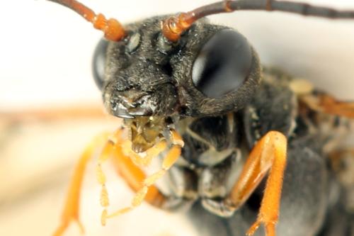 Réf. 332 830 : Strongylogaster multifasciata