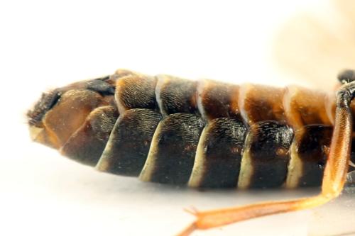 Réf. 332 831 : Strongylogaster multifasciata