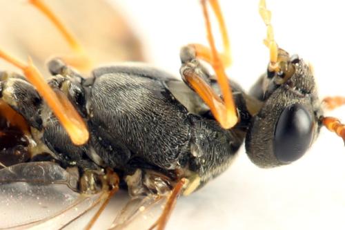 Réf. 332 832 : Strongylogaster multifasciata