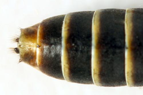 Strongylogaster multifasciata