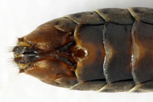 Réf. 332 834 : Strongylogaster multifasciata