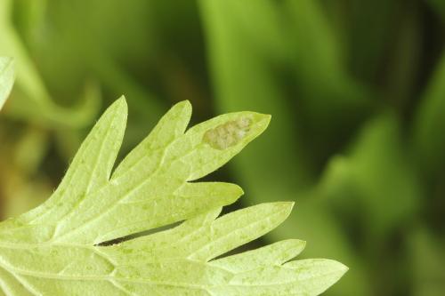 Tenthredo silensis