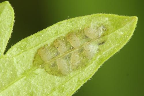 Tenthredo silensis