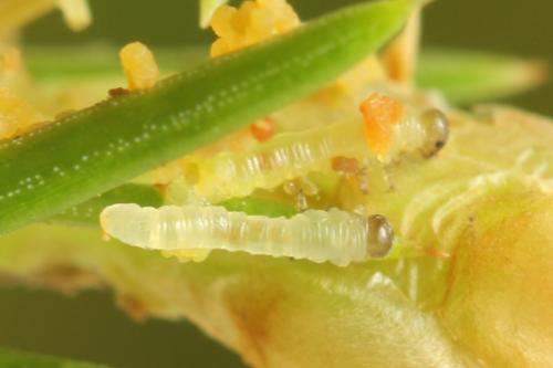 Réf. 332 164 : Pristiphora gerula