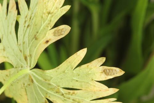 Tenthredo silensis