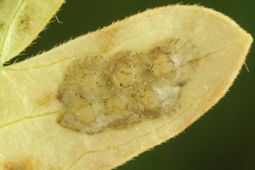 Réf. 332 705 : Tenthredo silensis