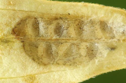 Tenthredo silensis