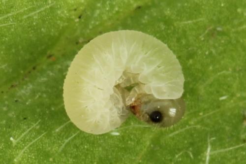 Tenthredo silensis