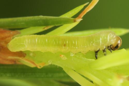 Réf. 332 165 : Pristiphora gerula