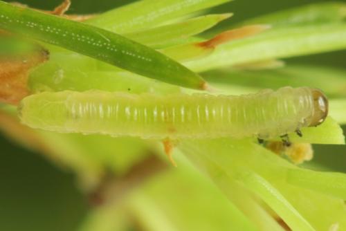 Réf. 332 166 : Pristiphora gerula