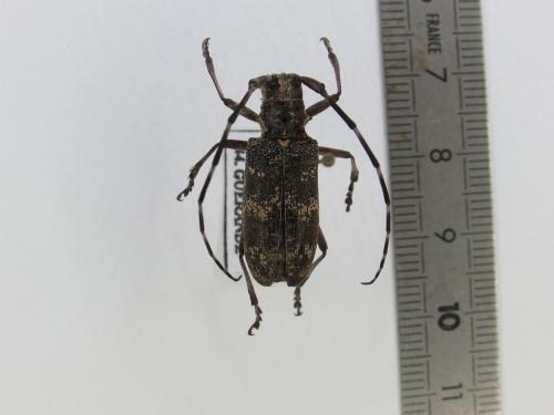 Réf. 332 526 : Monochamus galloprovincialis