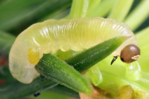 Réf. 332 437 : Pristiphora nigriceps