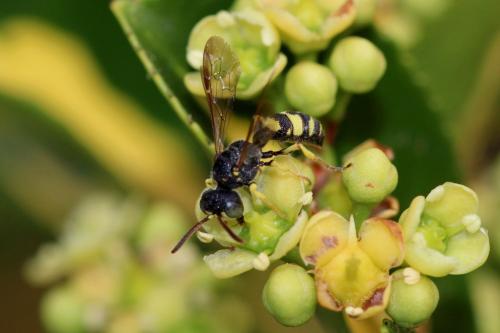 Réf. 332 897 : Cerceris sp.