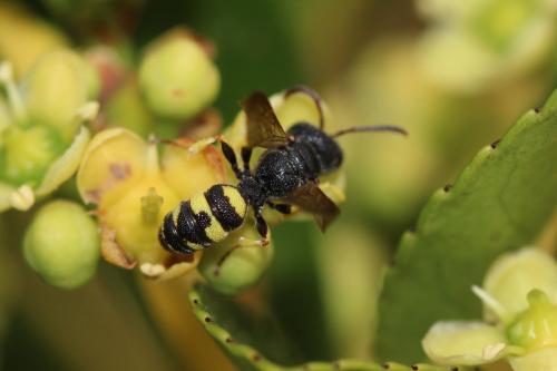 Cerceris sp.