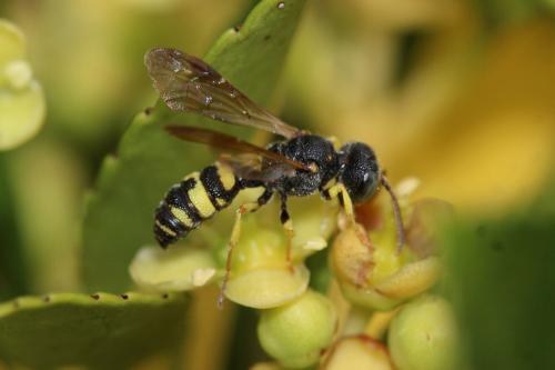 Cerceris sp.