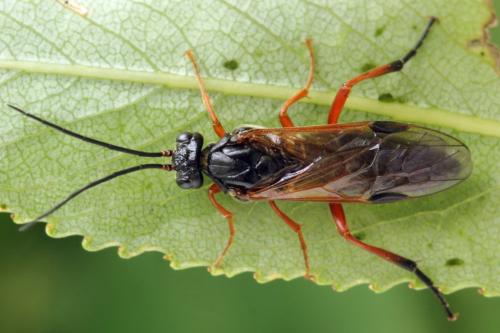 Réf. 332 509 : Euura caeruleocarpa