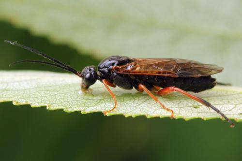 Réf. 332 508 : Euura caeruleocarpa