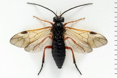 Réf. 332 510 : Euura caeruleocarpa